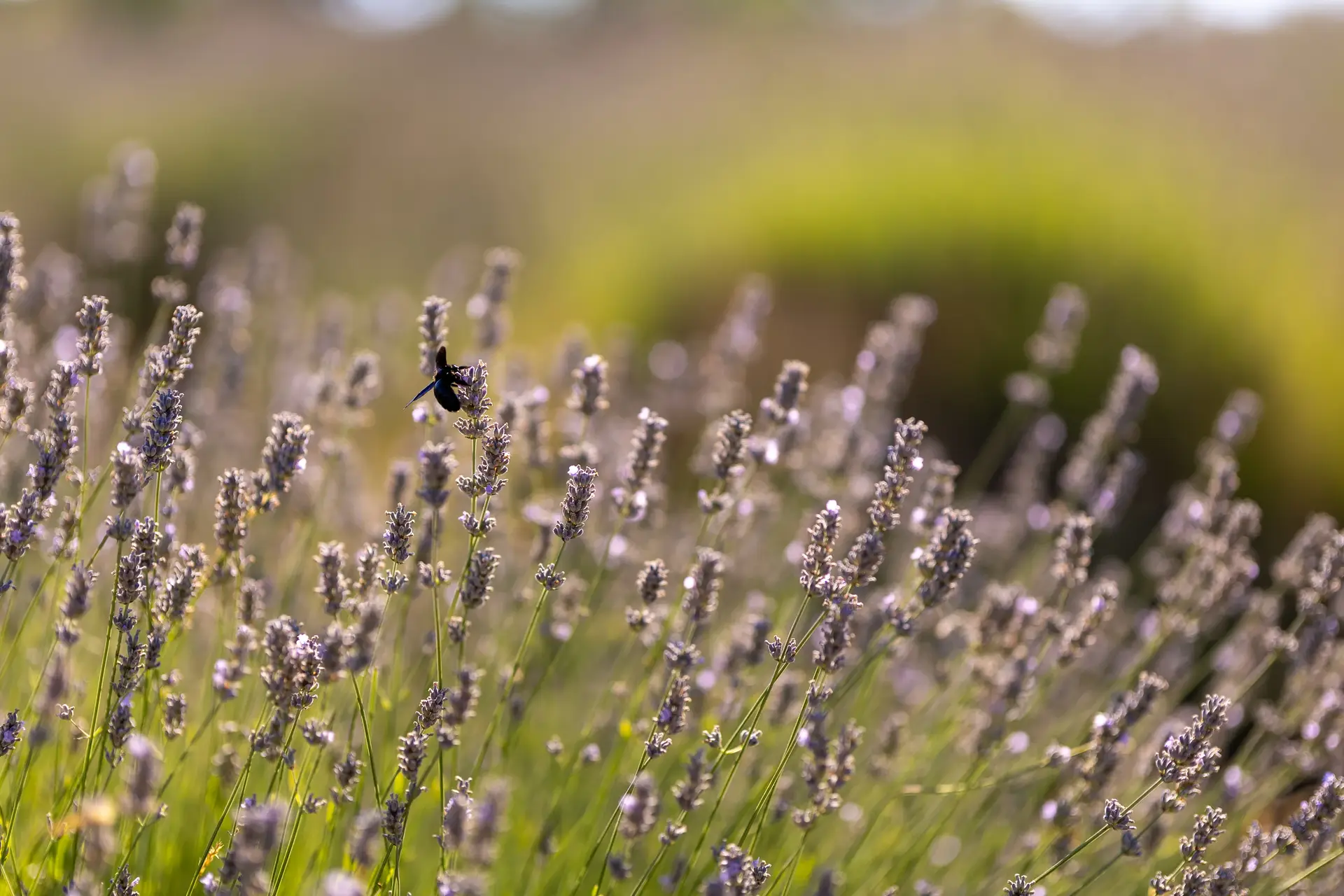 bee on a lavender field