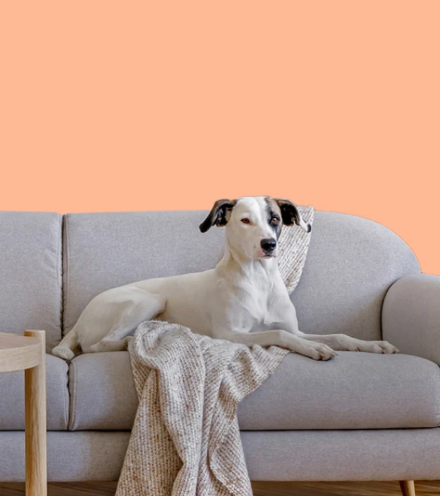 Pet friendly Villas