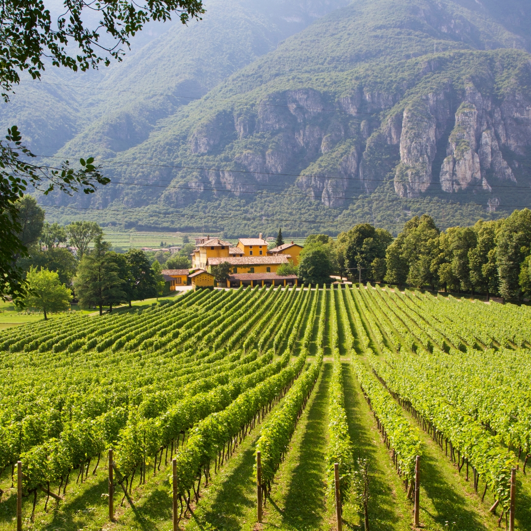Eine Reise durch exquisite Weingüter und Weintradition in Istrien