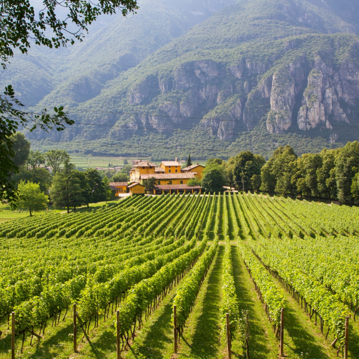 A Journey through exquisite Wineries and Wine-making tradition in Istria